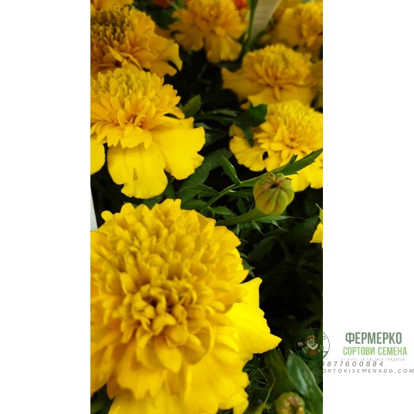 Тагетес ( Турта ) - разсад 10бр. опаковка