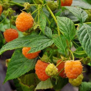 Жълта Малина / Rubus idaeus Fallgold