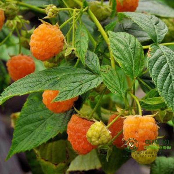 Жълта Малина Rubus idaeus Fallgold