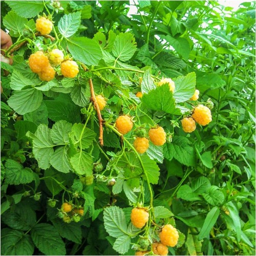 Жълта Малина / Rubus idaeus Fallgold