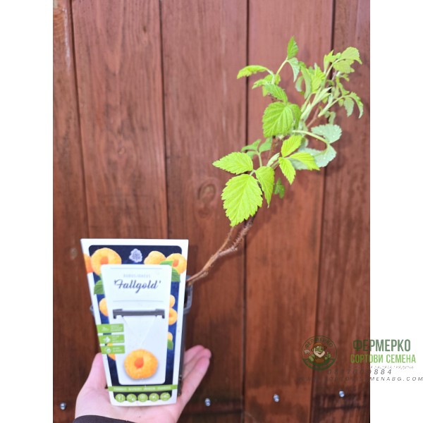 Жълта Малина Rubus idaeus Fallgold
