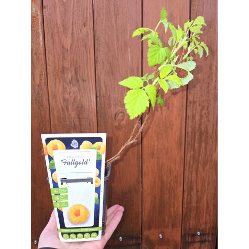 Жълта Малина / Rubus idaeus Fallgold
