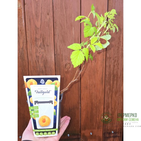 Жълта Малина Rubus idaeus Fallgold