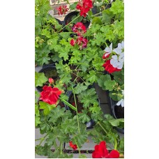 Сакъзче (Пеларгониум) Pelargonium peltatum в саксия