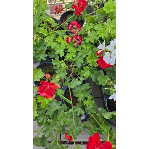 Сакъзче (Пеларгониум) / Pelargonium peltatum в саксия