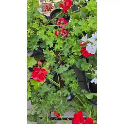 Сакъзче (Пеларгониум) / Pelargonium peltatum в саксия