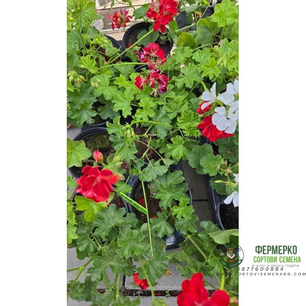 Сакъзче (Пеларгониум) Pelargonium peltatum в саксия