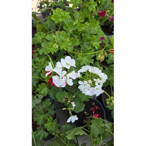 Сакъзче (Пеларгониум) / Pelargonium peltatum в саксия