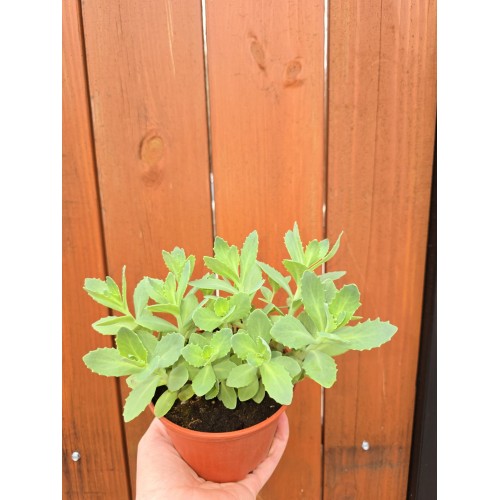 Седум (Дебела Мара) в саксия / Sedum maxima