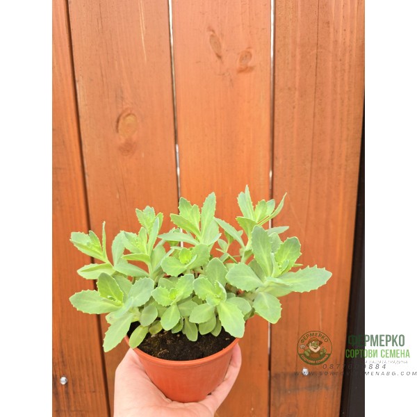 Седум (Дебела Мара) в саксия Sedum maxima