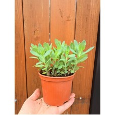 Седум (Дебела Мара) в саксия Sedum maxima