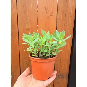 Седум (Дебела Мара) в саксия / Sedum maxima