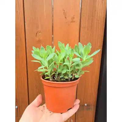 Седум (Дебела Мара) в саксия / Sedum maxima