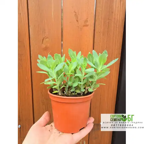 Седум (Дебела Мара) в саксия / Sedum maxima