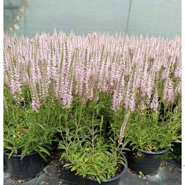 Вероника (Великденче) Verónica в саксия (РЕАЛНИ СНИМКИ)