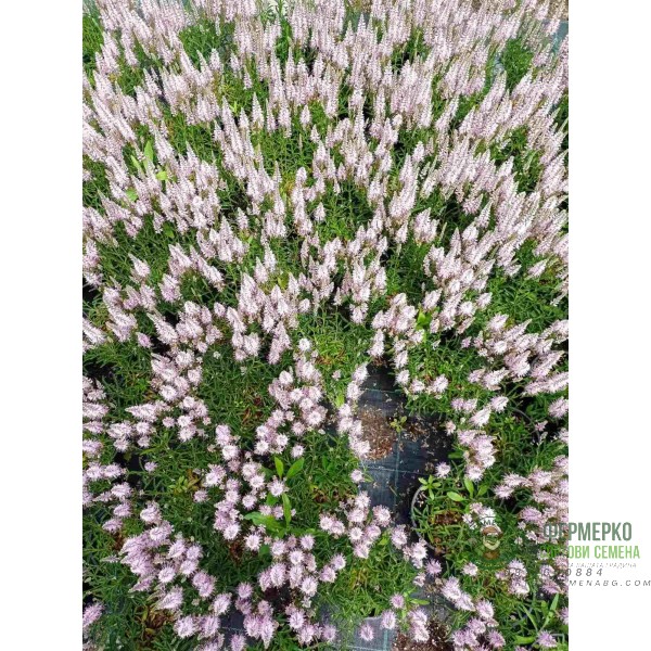 Вероника (Великденче) Verónica в саксия (РЕАЛНИ СНИМКИ)