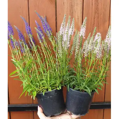 Вероника (Великденче) / Verónica в саксия (РЕАЛНИ СНИМКИ)