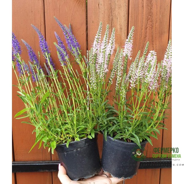 Вероника (Великденче) Verónica в саксия (РЕАЛНИ СНИМКИ)