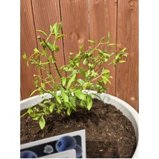 Засадена боровинка в дренажна саксия с кисел торф