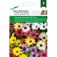 Африкански Маргаритки Микс / Osteospermum ecklonis