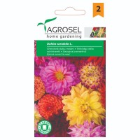 Далия Кичеста Микс / Dahlia variabilis