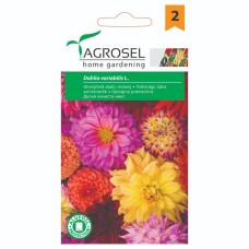 Далия Кичеста Микс Dahlia variabilis