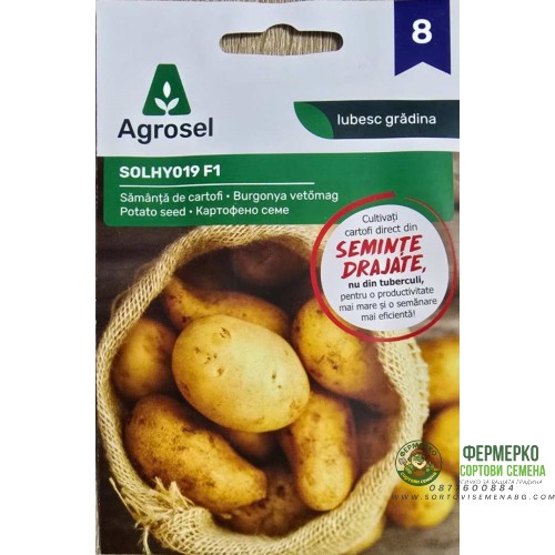 Картофено семе F1 Solanum tuberosum