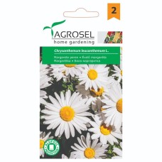 Бяла маргаритка