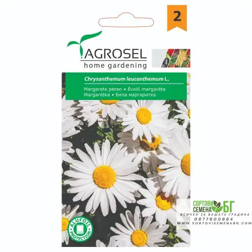 Бяла маргаритка