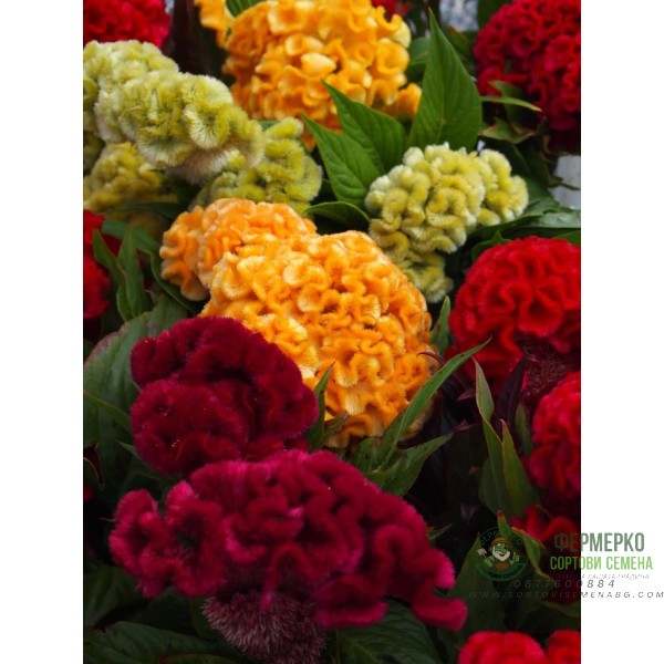 Целозия Джудже Микс Celosia cristata