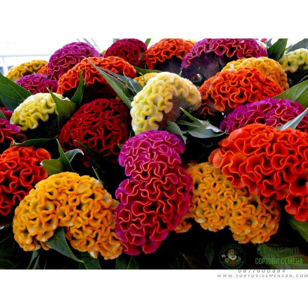 Целозия Джудже Микс Celosia cristata