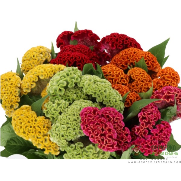 Целозия Джудже Микс Celosia cristata
