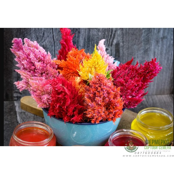 Целозия Висока Микс Celosia plumosa