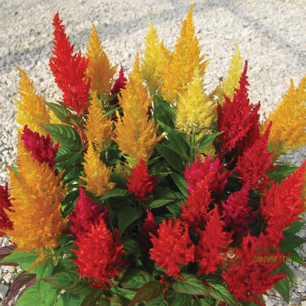 Целозия Висока Микс Celosia plumosa