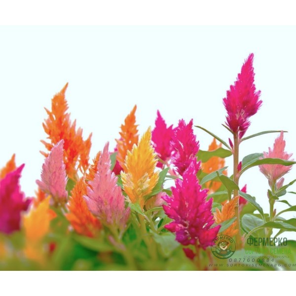 Целозия Висока Микс Celosia plumosa