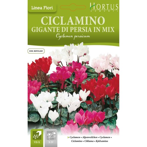 Циклама Персийска Гигант Микс / Cyclamen persicum