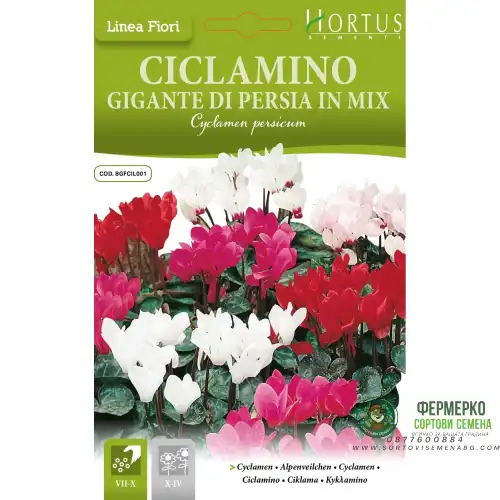 Циклама Персийска Гигант Микс / Cyclamen persicum