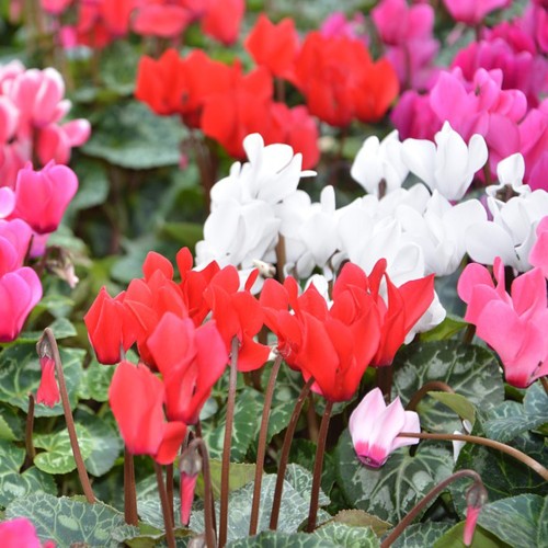 Циклама Персийска Гигант Микс / Cyclamen persicum