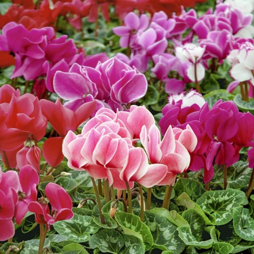 Циклама Персийска Гигант Микс / Cyclamen persicum