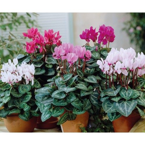 Циклама Персийска Гигант Микс / Cyclamen persicum
