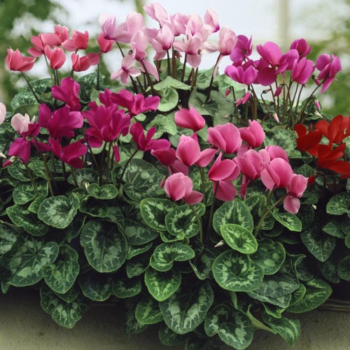 Циклама Персийска Гигант Микс / Cyclamen persicum