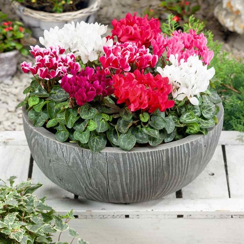 Циклама Персийска Гигант Микс / Cyclamen persicum