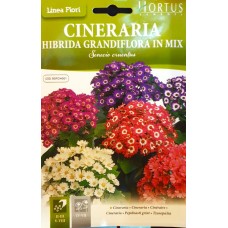 Цинерария Гигант Микс Senecio cruentus
