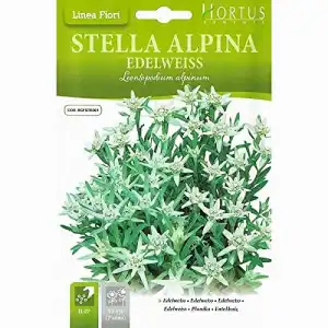 Семена за Еделвайс (Алпийска звезда) / Leontopodium alpinum