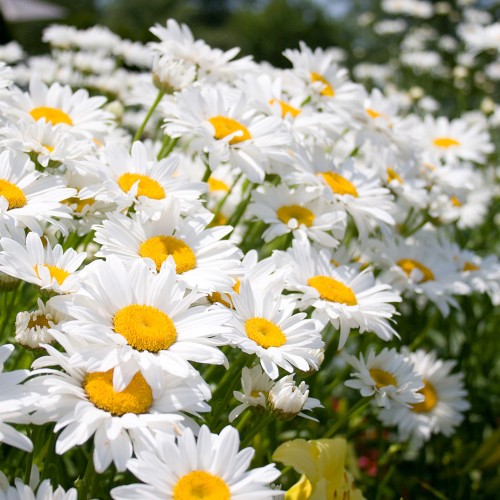 Маргаритка Многогодишна Гигант / Bellis Perennis