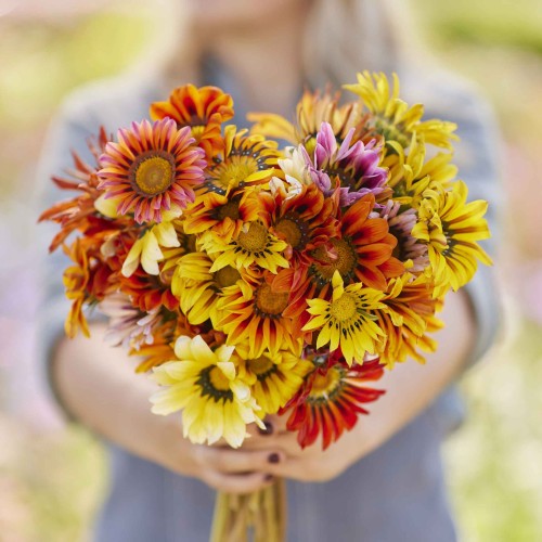Газания Микс / Gazania splendens