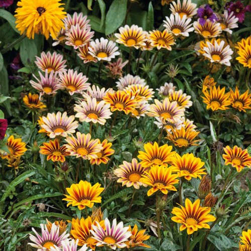 Газания Микс / Gazania splendens