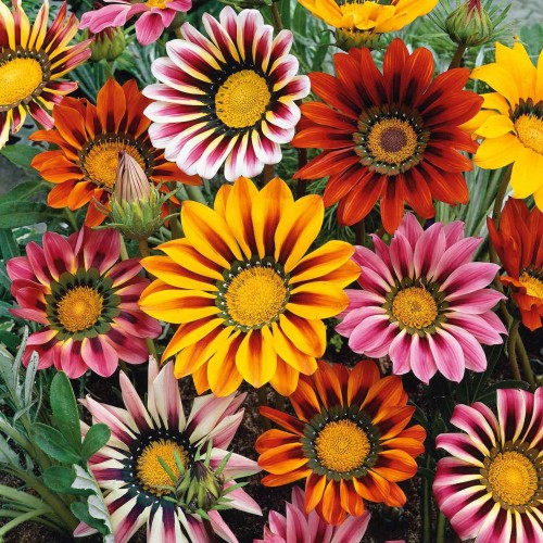 Газания Микс / Gazania splendens