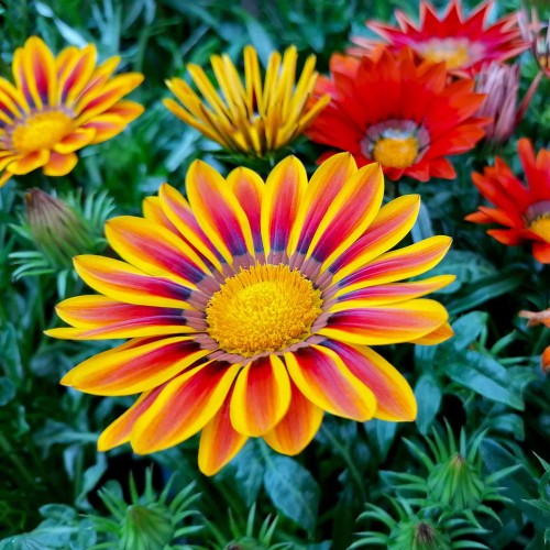 Газания Микс / Gazania splendens
