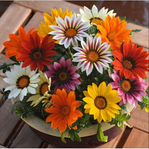 Газания Микс / Gazania splendens